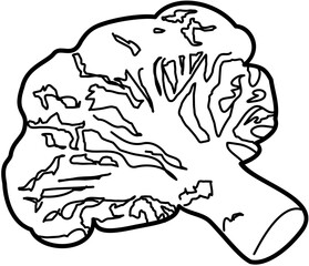 vegetable broccoli outline illustration