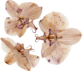 Pressed orchids isolated 