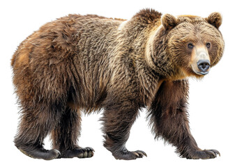 A large brown bear is walking, cut out - stock png.