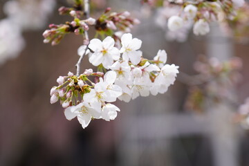 桜