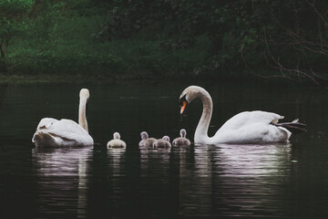 swans on the river