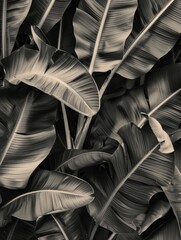 Black and white banana leaf texture abstraction - Black and white photo of banana leaves with a strong focus on the play of light and shadows