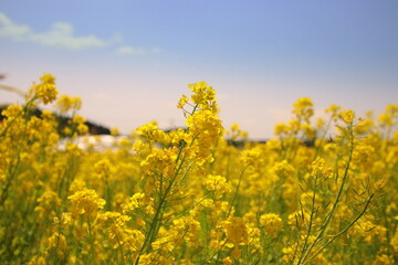 Obraz premium 福岡県古賀市の筵内菜の花公園