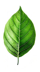 Obraz premium A leaf is shown in its natural form, with a green color and a slightly textured surface. The leaf is the main focus of the image, and it is a part of a larger plant or tree
