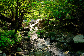丹沢　夏の塩水川
