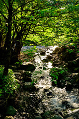 丹沢　夏の塩水川
