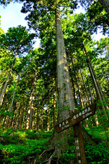 丹沢の丹沢山　堂平コース　森を通る登山道
 - obrazy, fototapety, plakaty
