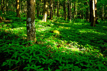 丹沢の丹沢山　夏草茂る森
