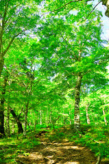 丹沢の丹沢山　堂平線　初夏の森林の登山道
