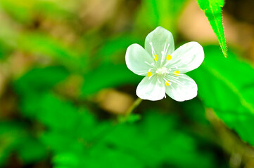 丹沢の丹沢山　ツルシロカネソウ
