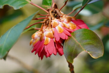 東山動植物園の草花