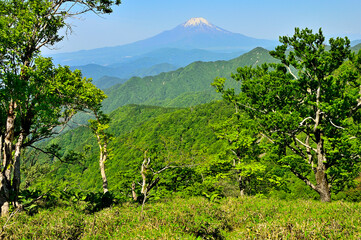 丹沢山地の丹沢山山頂より　緑の山地に富士山
