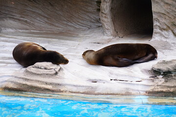Fototapeta premium 東山動植物園の動物と草花