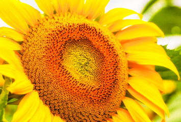 Close up sunflower,select focus and color toned.