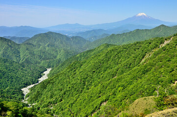 Obraz premium 丹沢山地の丹沢山より富士山と緑の山地 