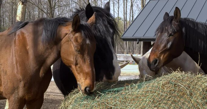 A herd of horses eat hay from a slow feeder hay net in a paddock in a forest outdoor area. 