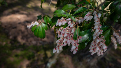 公園の馬酔木の花