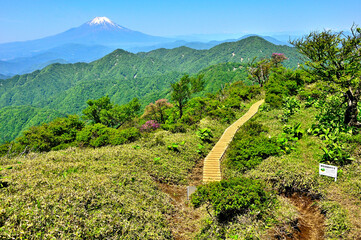 丹沢山地の不動ノ峰より　丹沢主脈の道上より望む富士山と緑の山地
