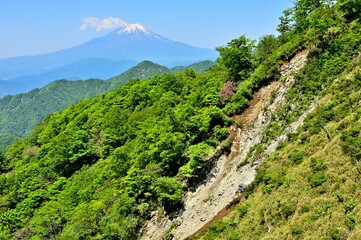 Fototapeta premium 丹沢山地の棚沢ノ頭より 緑の山地に富士山を望む 