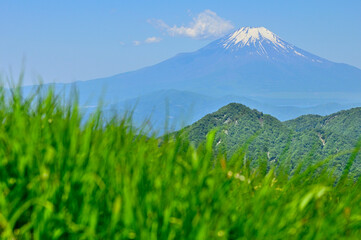 丹沢山地の棚沢ノ頭山頂より　草原の向こうに聳える初夏の富士山
