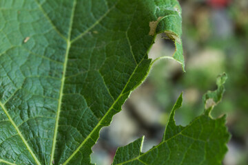 Photograph of green leaves bitten by a caterpillar. Concept of wildlife and insects.
