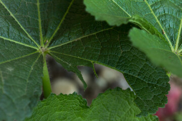 Photograph of green leaves bitten by a caterpillar. Concept of wildlife and insects.