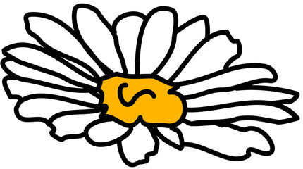 single flower white daisy 