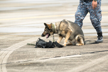 Smart police dog demonstrations to attack the enemy.K9 military dog unit.K-9 training service dogs for police.Soldier with his german shepherd dog. - obrazy, fototapety, plakaty