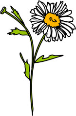 single flower white daisy 