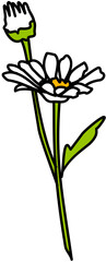 single flower white daisy 