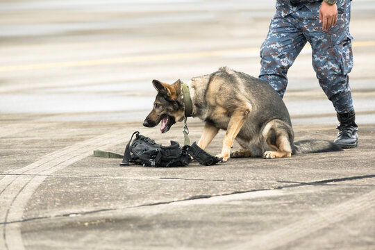 Smart police dog demonstrations to attack the enemy.K9 military dog unit.K-9 training service dogs for police.Soldier with his german shepherd dog.
