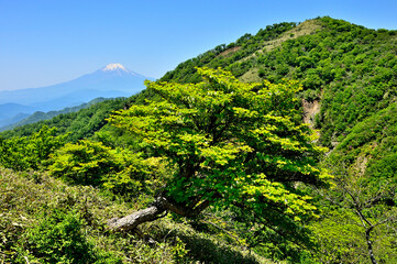 丹沢の丹沢山より　緑の不動ノ峰と富士山を望む
