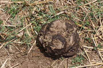 Heap of big Cow dung on the ground, Cow dung can be used to make organic fertilizers used in agriculture.