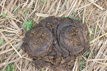 Heap of big Cow dung on the ground, Cow dung can be used to make organic fertilizers used in agriculture.