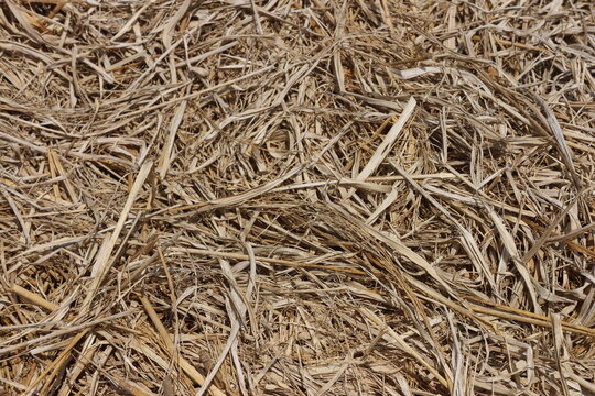 straw, dry straw texture background, vintage style for design.