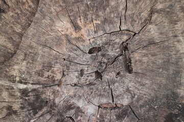 Close Up of Bark on Tree Stump. Old tree. many years old. carbon sink. close up of bark.macro...
