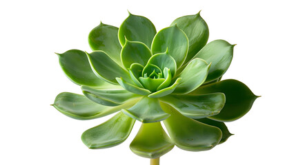 Vibrant Green Succulent Plant, With Thick Leaves and A Sturdy Stem, Bringing A Touch of Nature Indoors