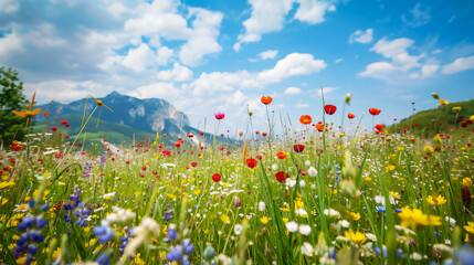 Landscapes filled with colorful wildflowers. - 777862705