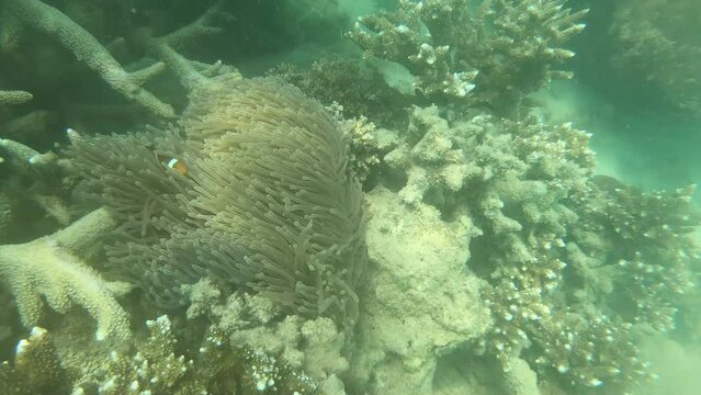 Diving shot picturesque seascape of an underwater fantastic coral reef with colorful tropical fish. ฺBut hot weather causes the coral to bleach or the El Nino phenomenon.