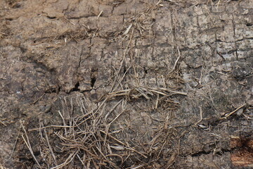 A close-up photo of tree bark. The bark is a dark brown color with a rough, textured surface.