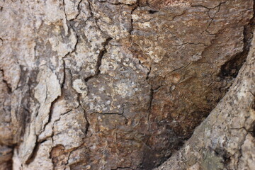 A close-up photo of tree bark. The bark is a dark brown color with a rough, textured surface.