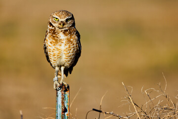 Burrowing Owl 18