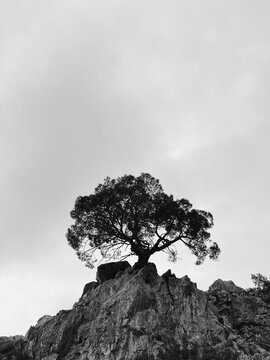 Black and white photo of the tree growing out from the rock 