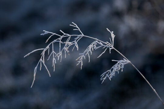 Frozen frond of wild grass