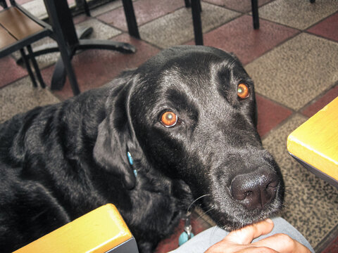 portrait of dog on terrace of a cafe