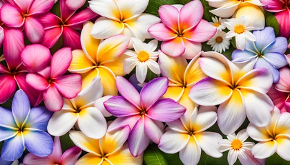 Foto auf Glas  Morning view of colored wet plumeria daisy cosmos and periwinkle flowers © Spring of Sheba