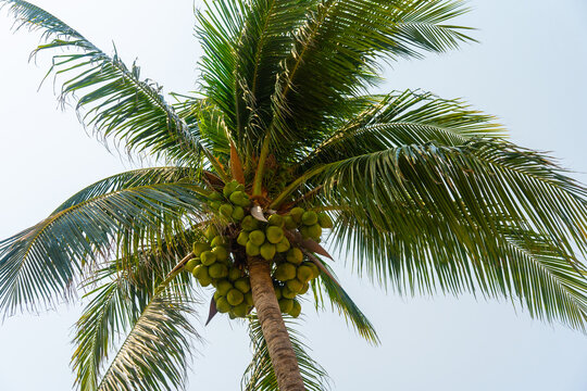 Palm Tree And Sky.