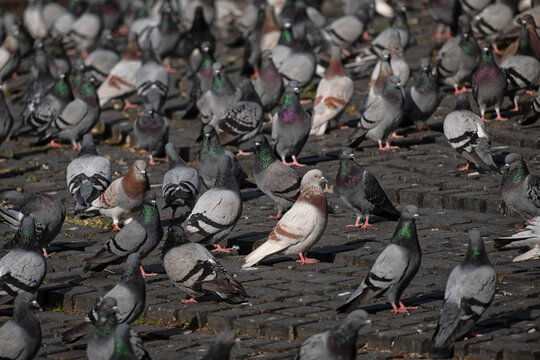 Group of pigeons in the city