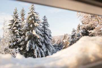view of  fir trees covered in fresh snow through skylight / window