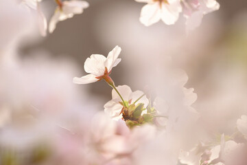 桜の花びらを背景をぼかして浮き上がらせる